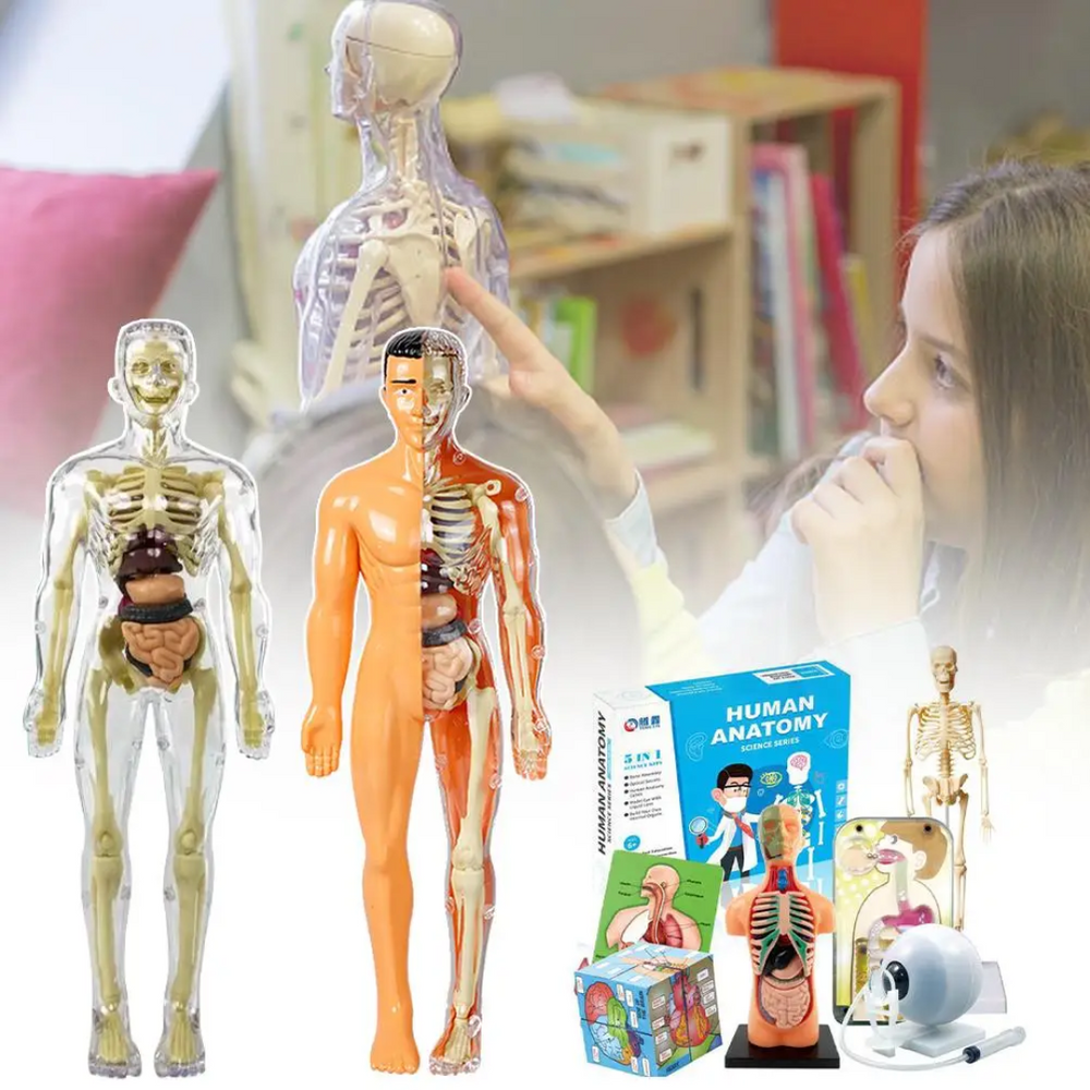 EduBody Menschlicher Körper Modell-Kit – Lehrreiches Anatomie-Spielzeug für Kinder