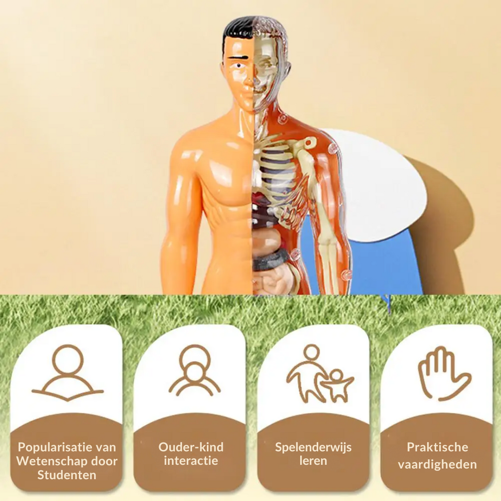 EduBody Menschlicher Körper Modell-Kit – Lehrreiches Anatomie-Spielzeug für Kinder