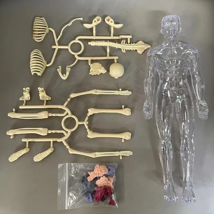 EduBody Menschlicher Körper Modell-Kit – Lehrreiches Anatomie-Spielzeug für Kinder